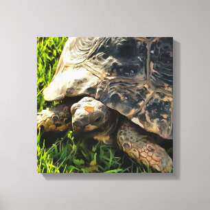 Wilde Tortoise im Gras Wiesen Kunst, Dichtung und Leinwanddruck