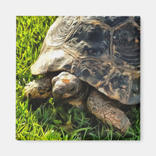 Wilde Tortoise im Gras Wiesen Kunst, Dichtung und Magnet