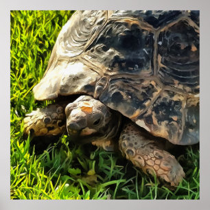 Wilde Tortoise im Gras Wiesen Kunst, Dichtung und Poster