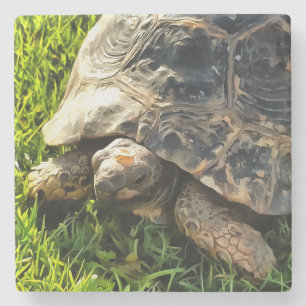 Wilde Tortoise im Gras Wiesen Kunst, Dichtung und Steinuntersetzer