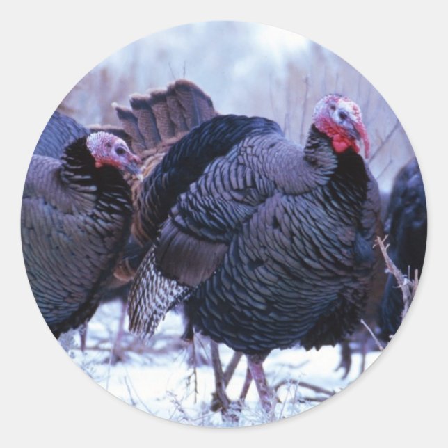 Wilde Trukeys Runder Aufkleber (Vorderseite)