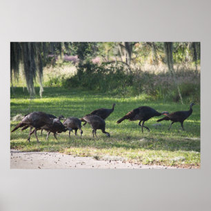 Wilde Truthähne auf Gras Fotografie Poster