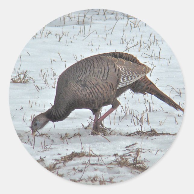Wilde Türkei auf dem Snowy Field Runder Aufkleber (Vorderseite)