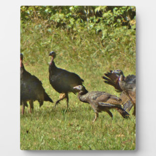 Wilde Türkei, Camouflage Farben Fotoplatte