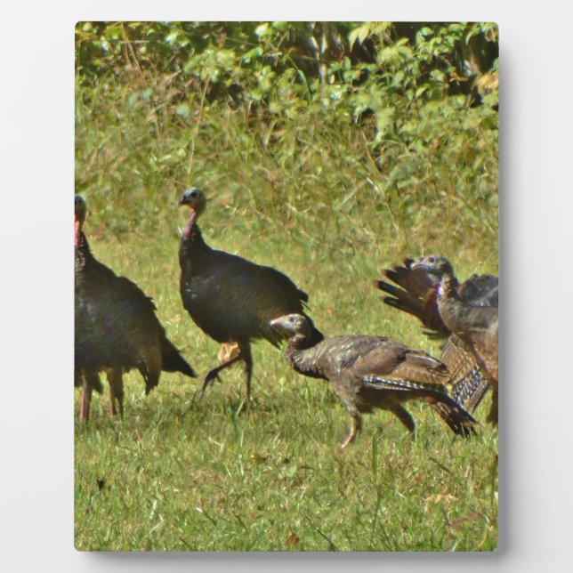 Wilde Türkei, Camouflage Farben Fotoplatte (Vorderseite)