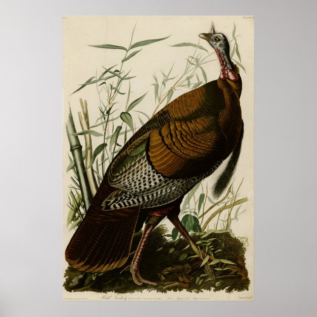 Wilde Türkei Die Vögel Amerikas von James Audubon Poster (Vorne)