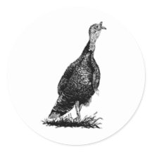 Wilde Türkei (line art)