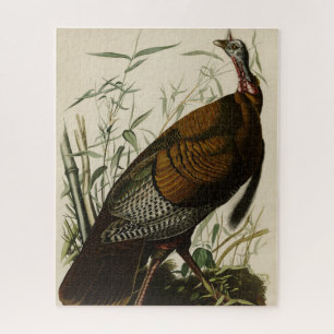 Wilde Türkei (männlich) von Audubons Vögeln Amerik