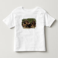 Wilde Türkei, Meleagris gallopavo, Männchen