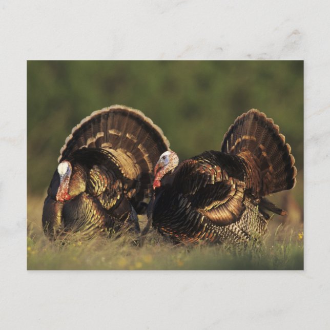 Wilde Türkei, Meleagris gallopavo, Männchen Postkarte (Vorderseite)