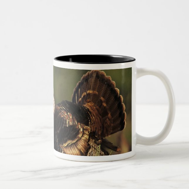 Wilde Türkei, Meleagris gallopavo, Männchen Zweifarbige Tasse (Rechts)