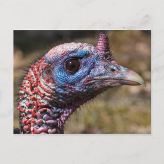 Wilde Türkei Postkarte