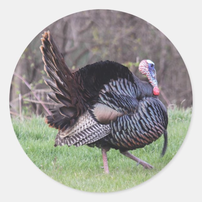 Wilde Türkei Runder Aufkleber (Vorderseite)