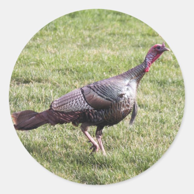 Wilde Türkei Runder Aufkleber (Vorderseite)