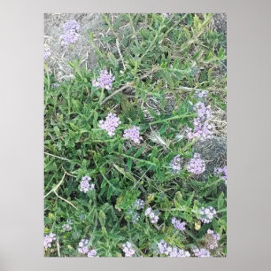 Wilde Verbena Lila Blüten im natürlichen Lebensrau Poster
