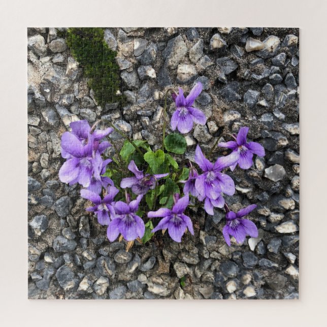 Wilde Viola-Blume, die aus einer rauen Gusswand wa (Vertikal)