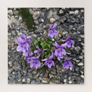 Wilde Viola-Blumen, die aus einer rauen Wand wachs