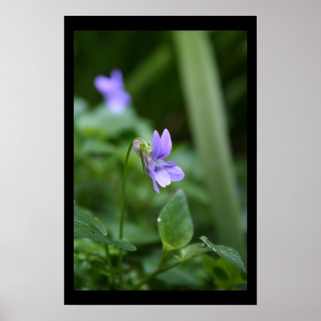 Wilde Violets Blumenfotografie Poster (Vorne)