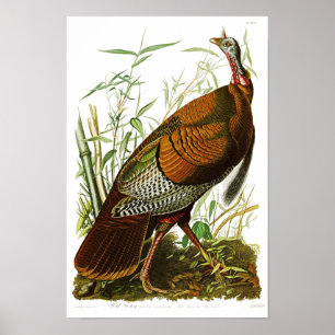 Wilde Vögel der Türkei John James Audubon von Poster