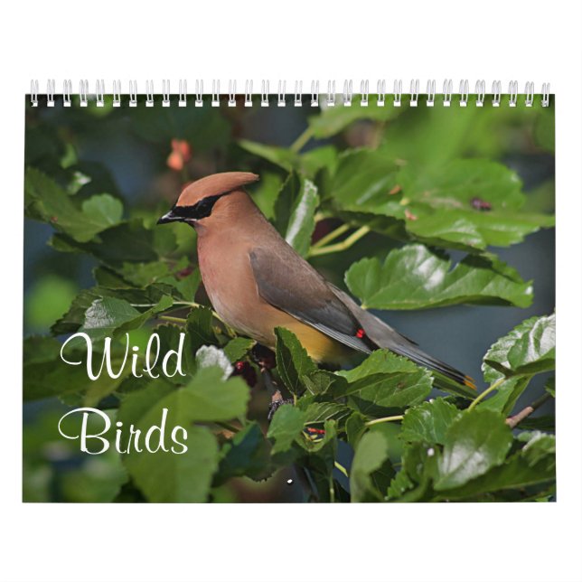 Wilde Vögel in Neu-England Kalender (Titelbild)