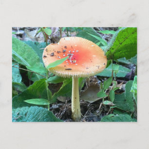 Wilde Waldpilze Sommer Natur Postkarte