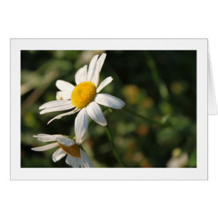 Wilde weiße Blume