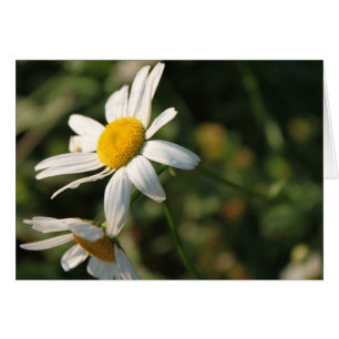 Wilde weiße Blume