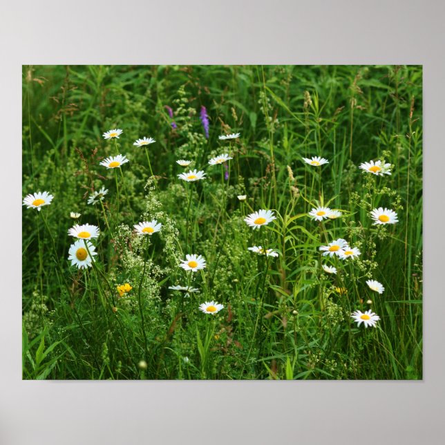 Wilde weiße Daisy-Blume auf dem Feld Poster (Vorne)