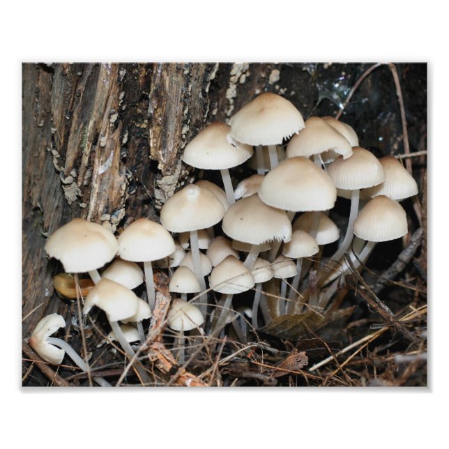 Wilde weiße Pilze 10x8 Natur Fotodruck (Vorne)