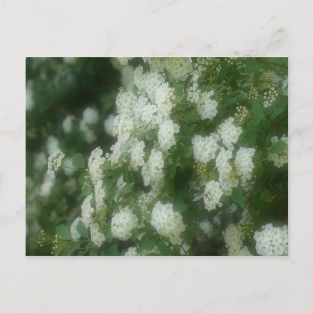 Wilde weiße Rambling-Rose Blume Postkarte (Vorderseite)