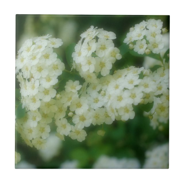 Wilde weiße Rose Blume Natur Fliese (Vorderseite)