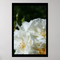Wilde weiße Rosen 3 Blumenfotografie-Poster