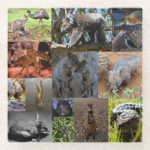 Wilde Wunder: Beeindruckende australische Fotocoll Glasuntersetzer