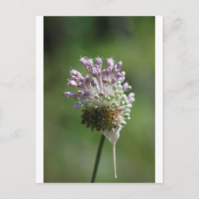 Wilde Zwiebeln Wildblume Crow Knolic, Allium vinea Postkarte (Vorderseite)