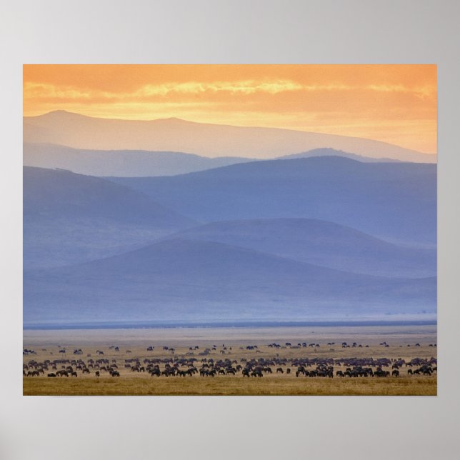 Wildebeest during migration, Connochaetes Poster (Vorne)