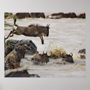 Wildebeest jumping into Mara River Poster