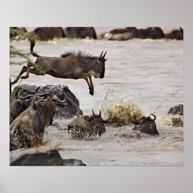 Wildebeest jumping into Mara River Poster (Vorne)