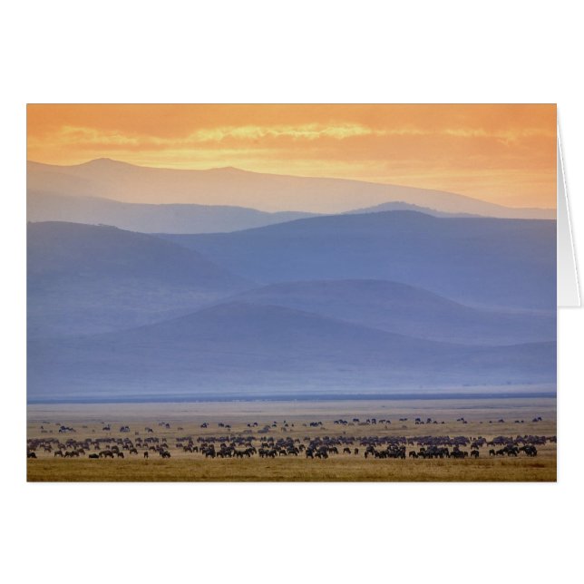 Wildebeest pendant la migration, Connochetes (Devant horizontal)