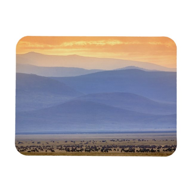 Wildebeest während der Migration, Connochaetes Magnet (Horizontal)