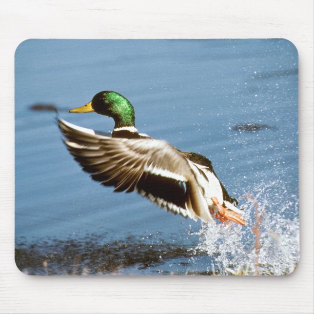 Wildente - Mausunterlage Mousepad (Vorne)