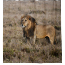 Wilder afrikanischer Löwenduschvorhang