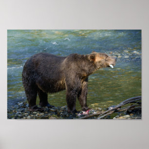 Wilder Bär Got seinen Lachs bei Toba Inlet Poster