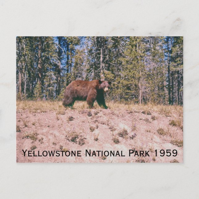Wilder Bär Retro Yellowstone Park 1959 Postkarte (Vorderseite)