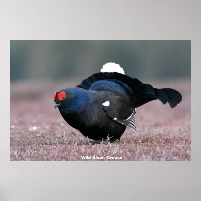 Wilder Birkhahn Poster (Vorne)