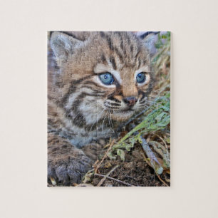 Wilder Bobcat Kitten