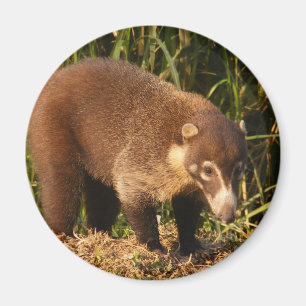 Wilder Coati Mundi Magnet
