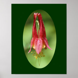Wilder Columbine-Blumen-Fotografie-Plakat-Druck Poster