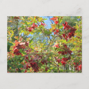 Wilder Cranberry Postkarte