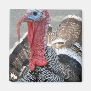 Wilder die Türkei-Bild-Magnet Magnet
