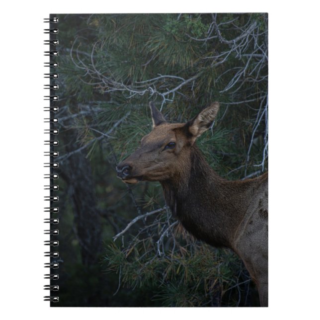 Wilder Elch im Pinienwald - Fotos von Wildtieren Notizblock (Vorderseite)